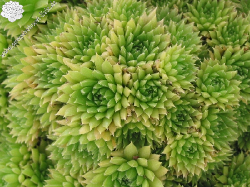 pumilum from Adyl Su