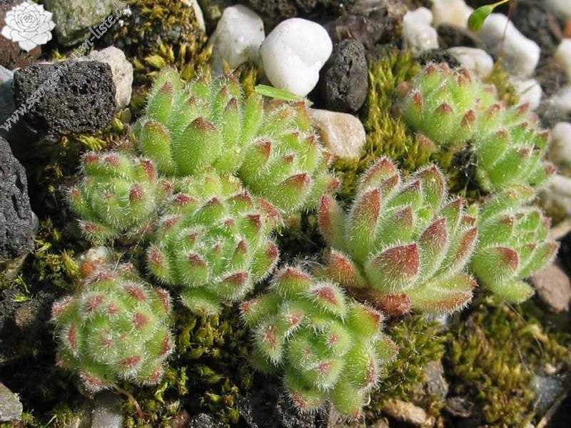 pumilum (dominii)