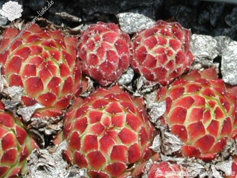 pumilum x S. ingwersenii