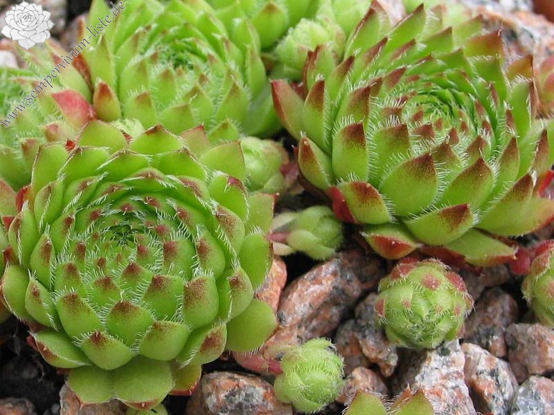 pumilum x S. ingwersenii