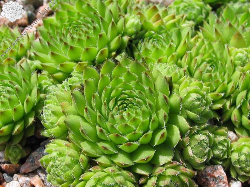 pumilum x S. ingwersenii