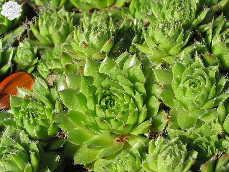 pumilum x S. ingwersenii