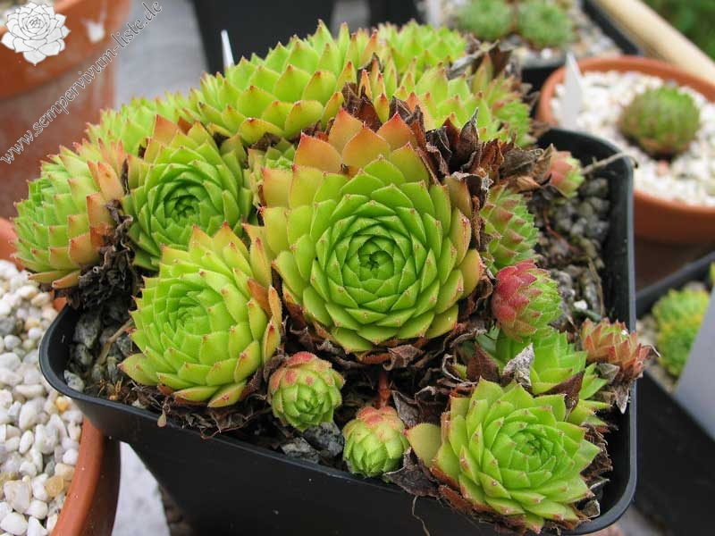 rupicolum from Bernina