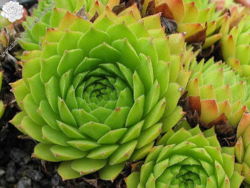 rupicolum from Bernina