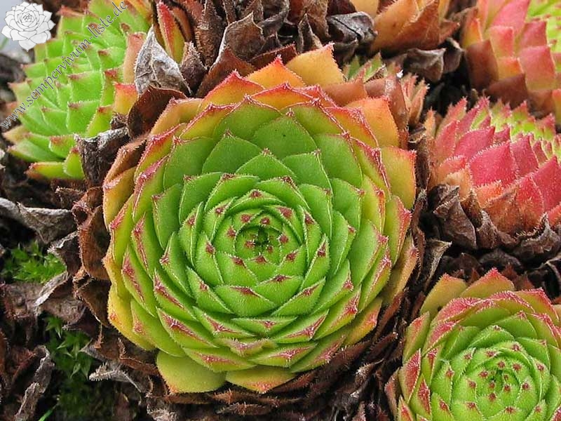 rupicolum from Bernina