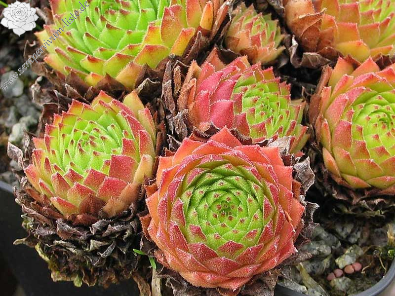 rupicolum from Bernina