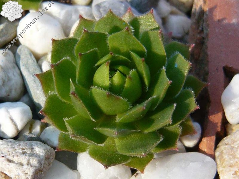 rupicolum from Ciampac