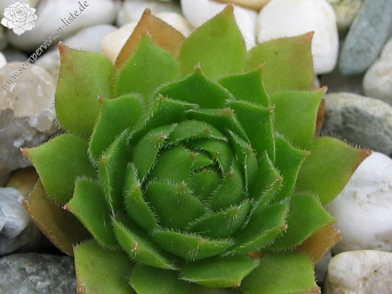 rupicolum from Ciampac
