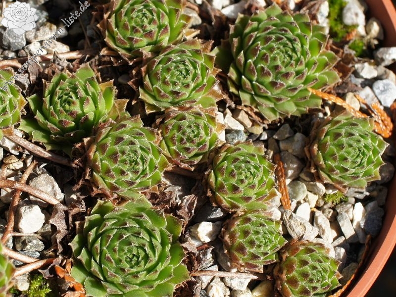 rupicolum from Padon