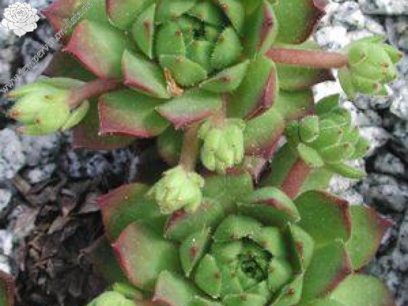 rupicolum from Stelvio