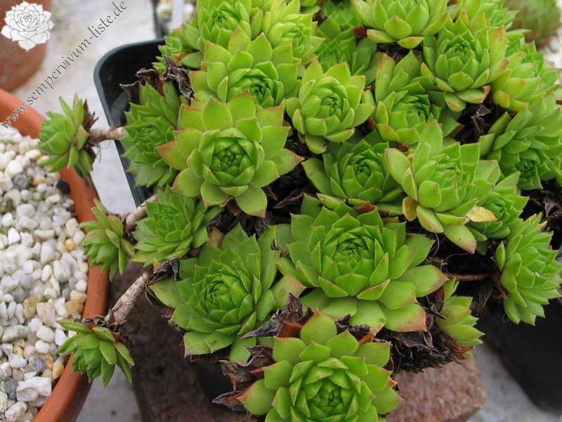 rupicolum from Stelvio