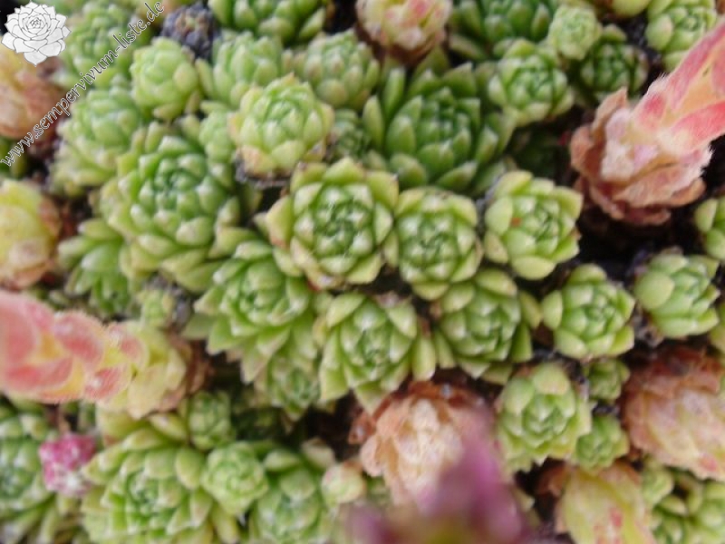 rupicolum