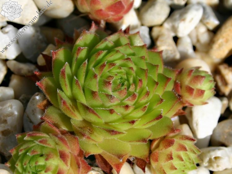 rupicolum