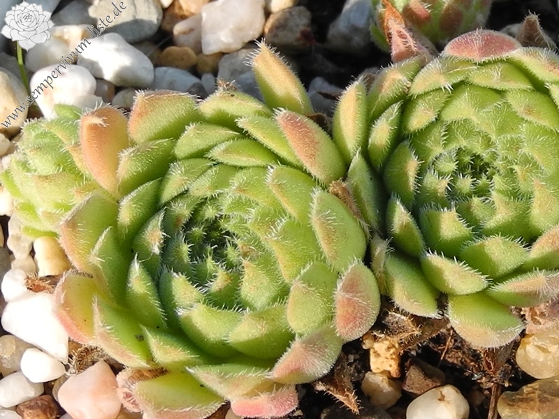 ruthenicum from Ajtos