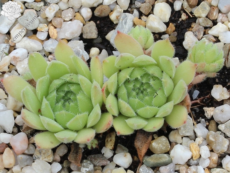 ruthenicum from Ajtos