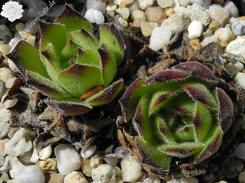ruthenicum from Strandzha, Popovi Skali