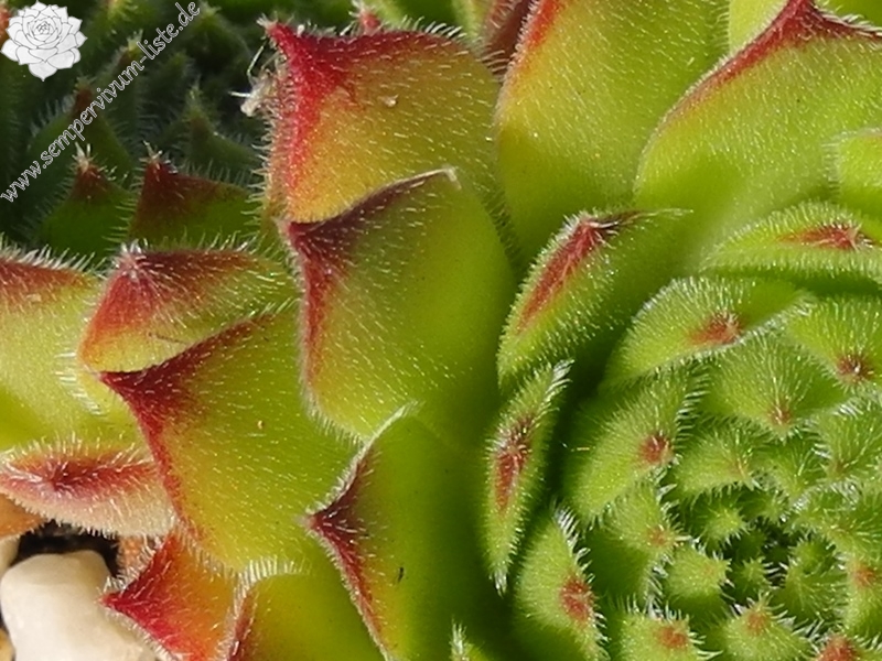 ruthenicum from Strandzha, Popovi Skali