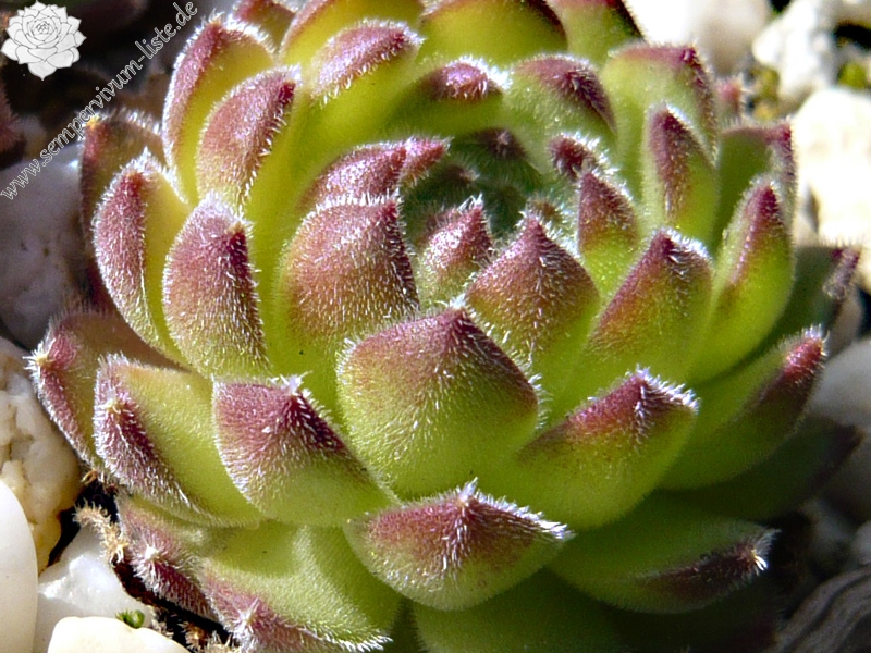 ruthenicum