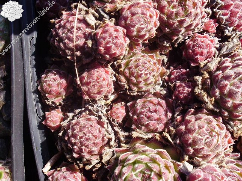 ruthenicum
