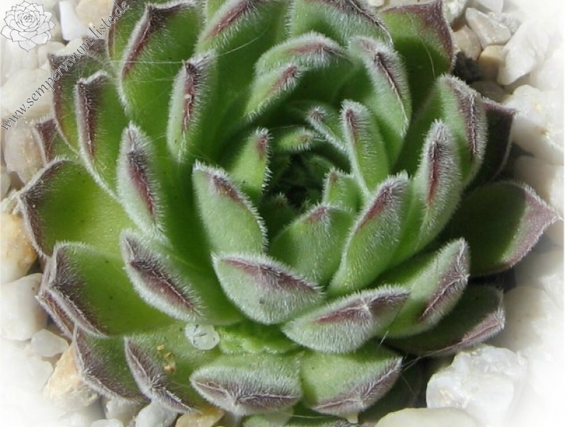 ruthenicum