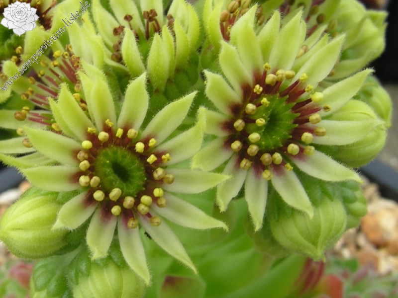 ruthenicum