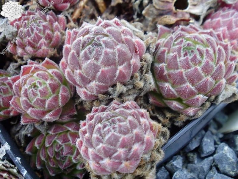 ruthenicum