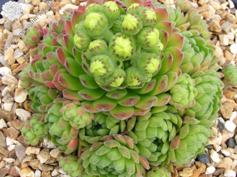 ruthenicum