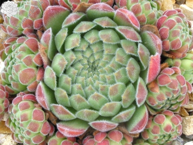 ruthenicum