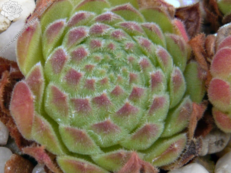 ruthenicum