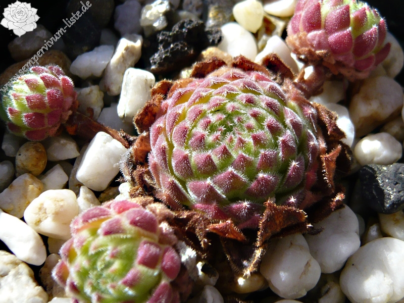ruthenicum