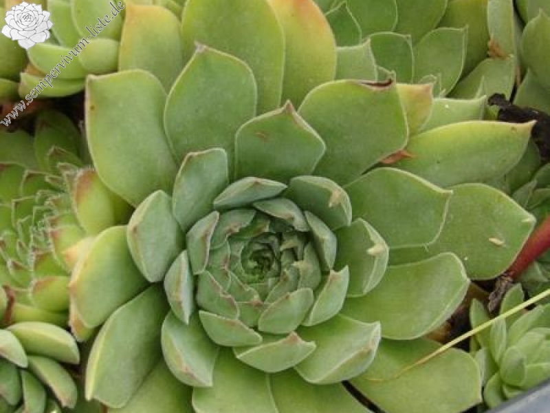 marmoreum from Torda Erdely