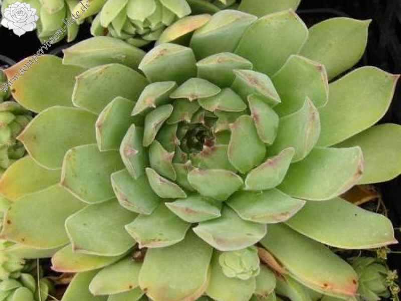 marmoreum from Torda Erdely