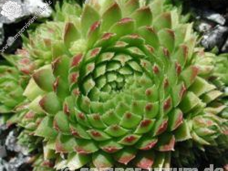 globiferum ssp. arenarium from Anras