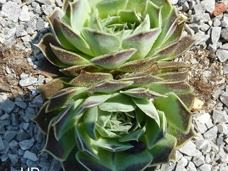 heuffelii from Skopje