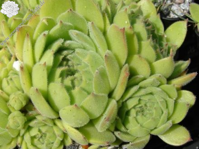 sp. from Gyadikvank (PH1070)