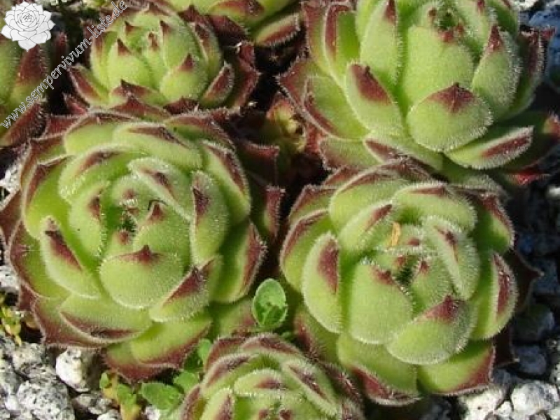 sp. from Gyadikvank (PH1070)