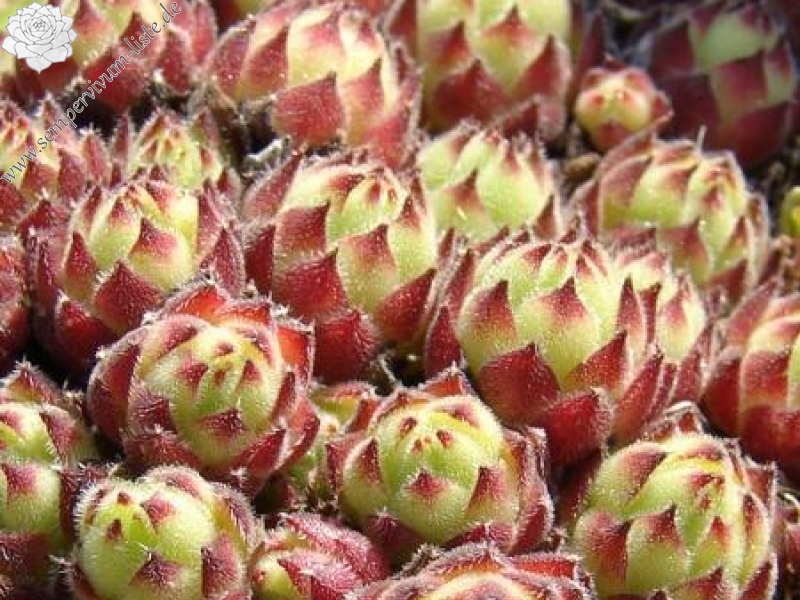 sp. from Gyadikvank (PH1070)