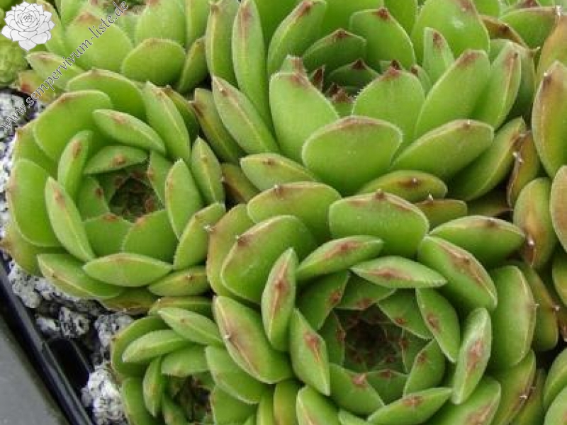 sp. from Gukasyan (Typ PH1073)