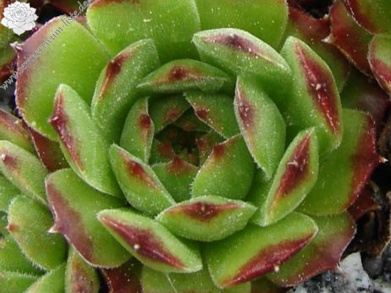 sp. from Gukasyan (Typ PH1073)