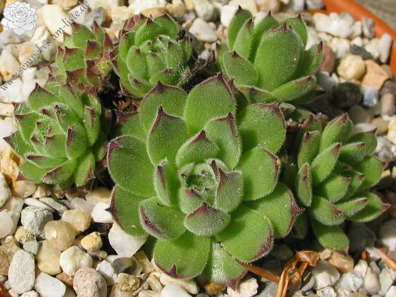 sp. from Gyadikvank (PH1070)