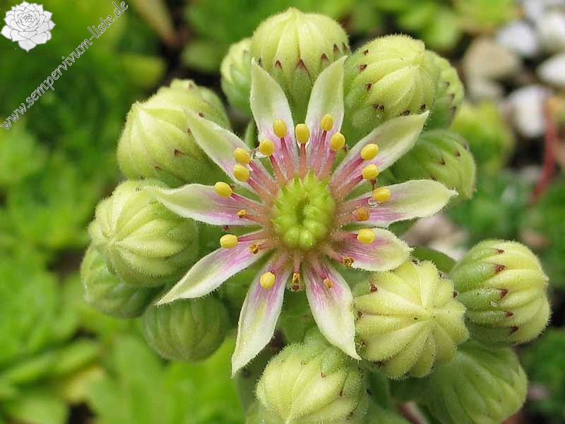 sp. from Nemrut Dagh