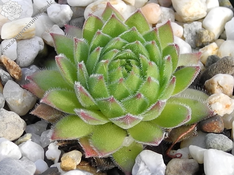 sp. from Popova Shapka