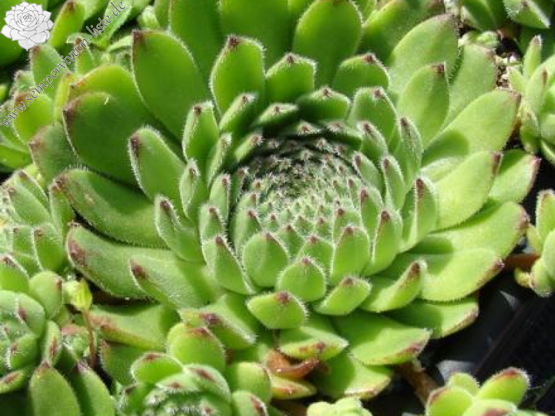 sp. from Teberda (PH1494)