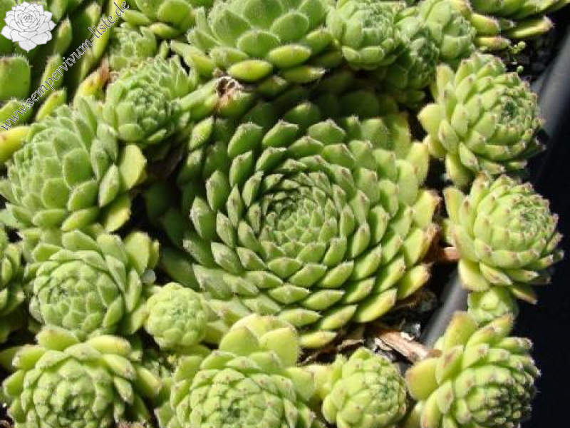 sp. from Teberda (PH1494)