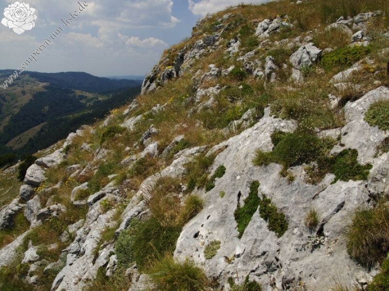 sp. from Yagodina, Ushite