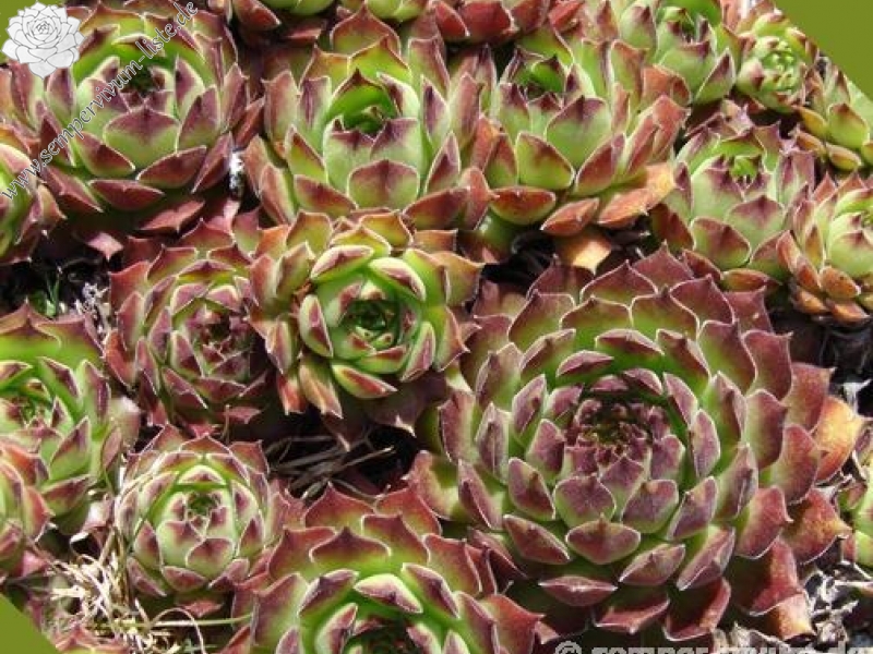 sp. from Kodzori above Monestry SW of Tbilisi (PH1085)