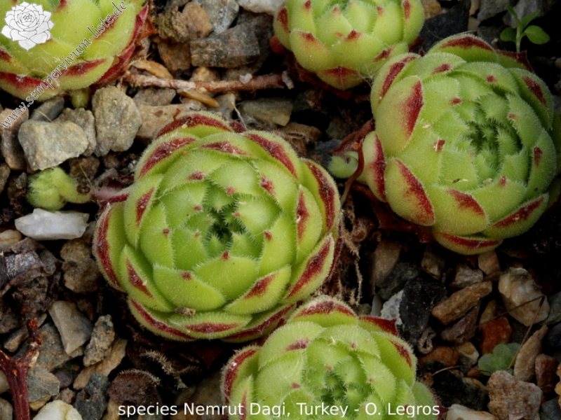 sp. from Nemrut Dagh