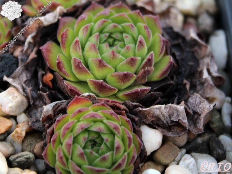 sp. from Ovit Dağı Geçidi