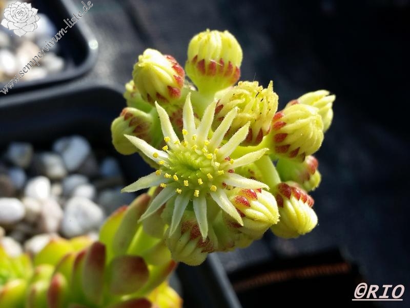 sp. from Ovit Dağı Geçidi