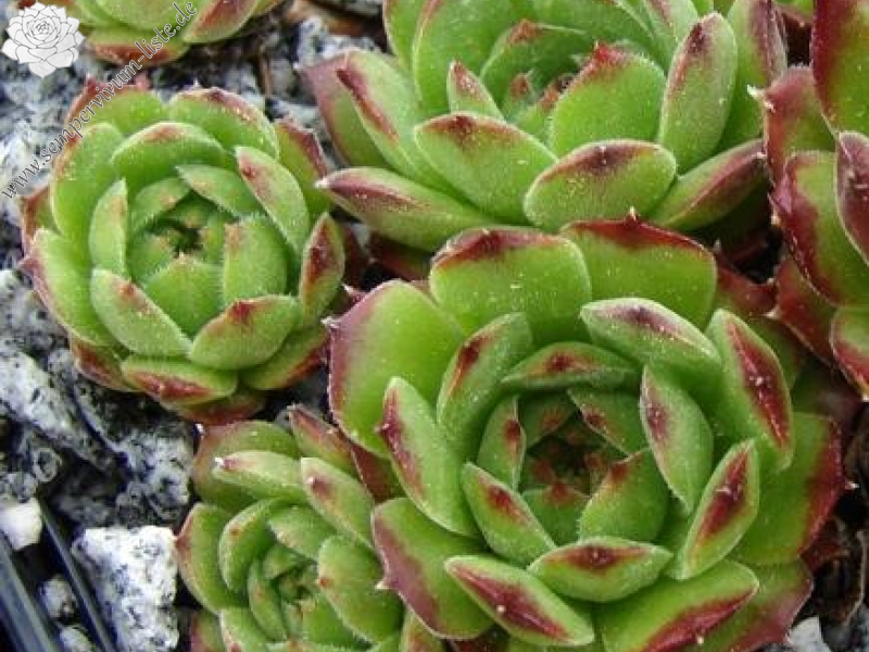 sp. from Gukasyan (Typ PH1073)